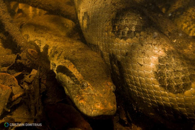 Giant green anaconda found dead in the Brazilian Amazon, possibly ...