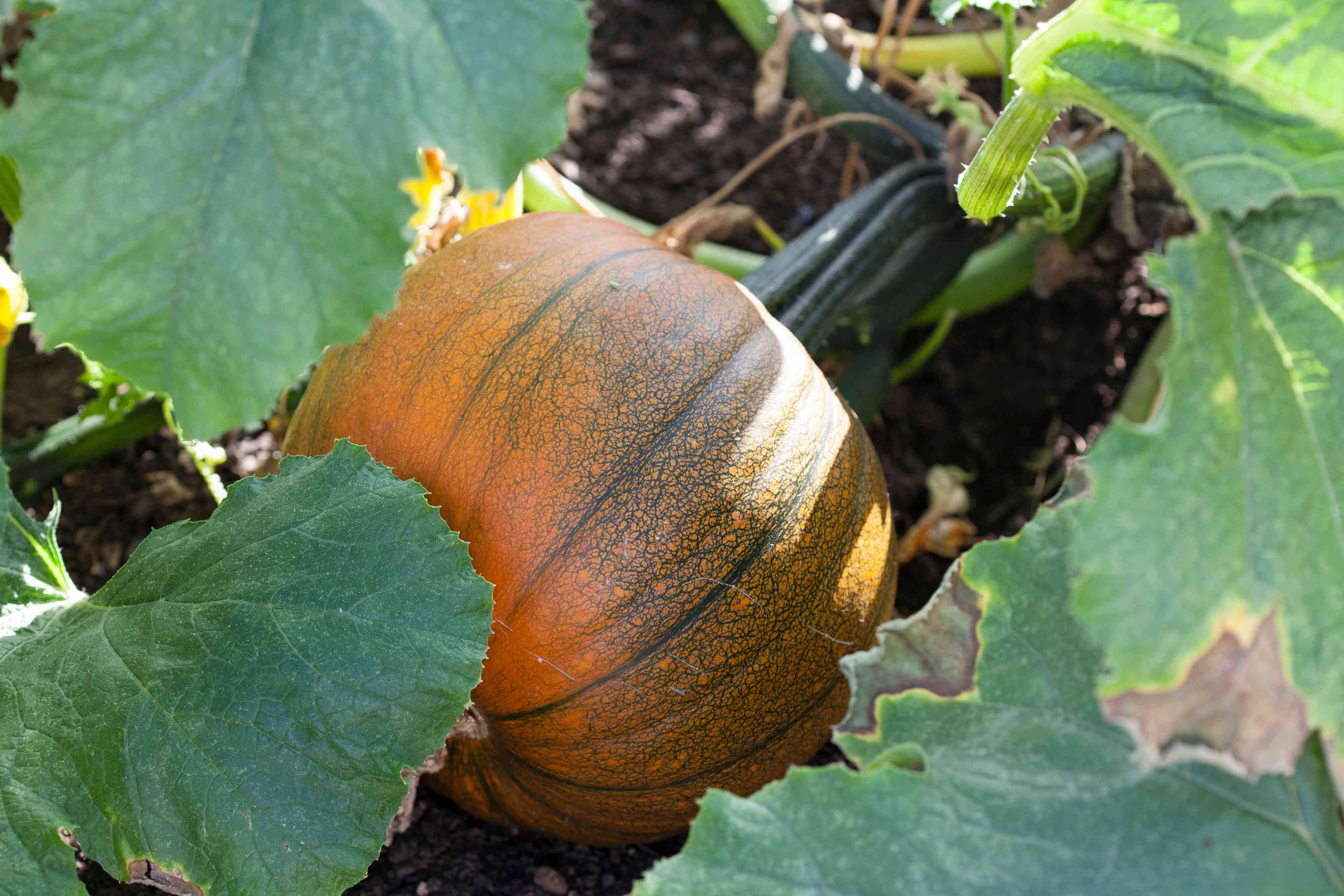 10 Best Pumpkin Companion Plants to Grow Together
