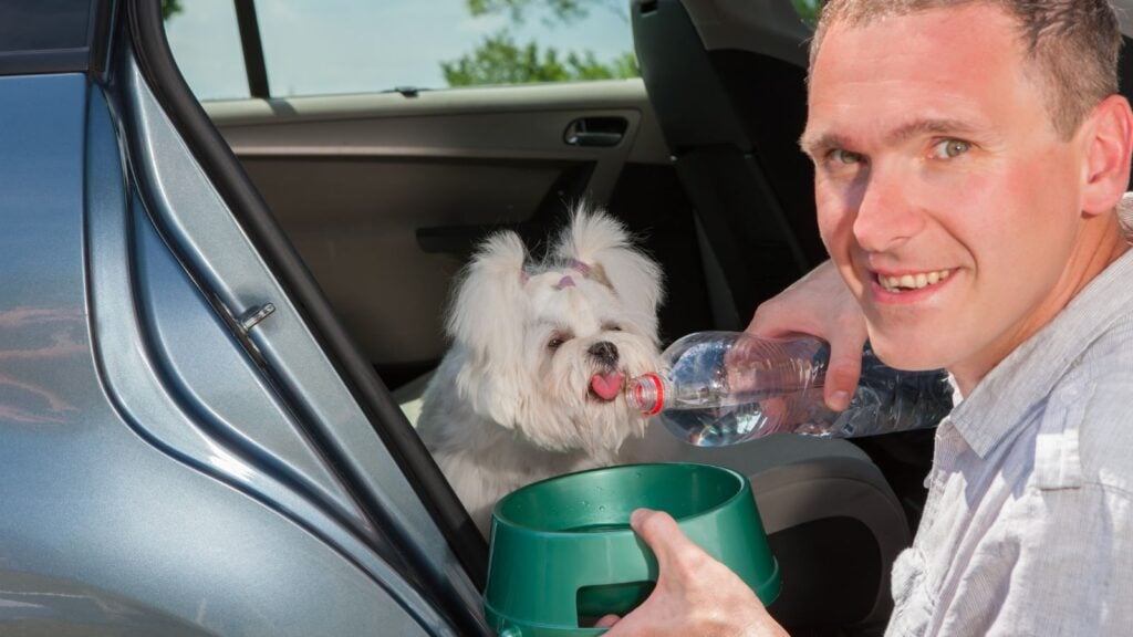 <p>It’s essential to bring enough food and water for your fur baby. Of course, you might not have to bring food if the trip is short and your dog ate before you left home. Always bring water so your pet can access it when feeling parched.</p>