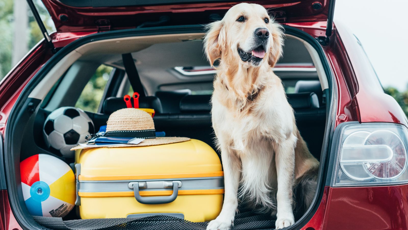 <p>Nearly seven in 10 U.S. households owned a pet as of 2024, according to Forbes. </p> <p>If your dog travels with you on family road trips or when you’re running errands, you’ll want to ensure it’s safe from point A to point B. Just because your dog likes to poke its head out the window, play on your lap, or wander around a moving car, doesn’t mean it’s right.</p> <p>So that you and your four-legged bundle of joy get to and from in one piece, here are 16 car safety tips when traveling with man’s (or woman’s) best friend.</p>