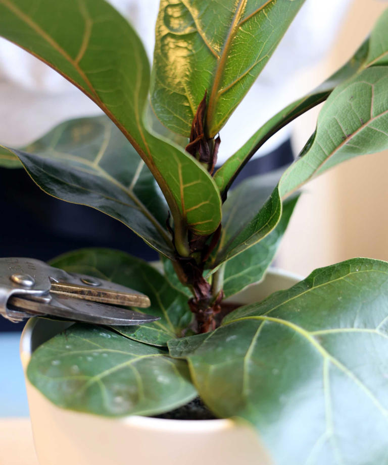 How to propagate a fiddle leaf fig — a step-by-step guide for beginner ...