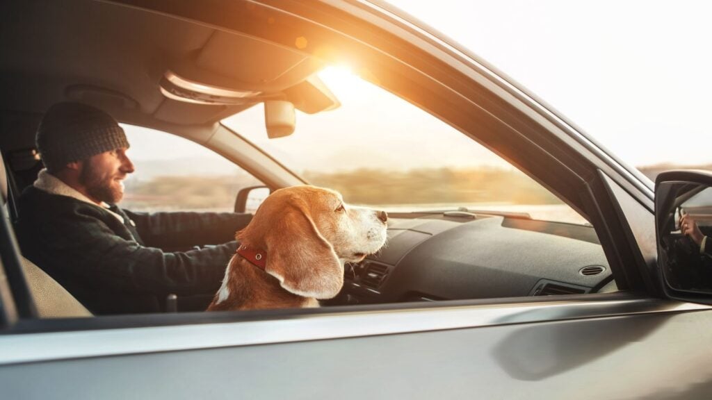 <p>Yes, your dog always wants your attention. And it might do its best to get it. But while driving, it’s in your and your pet’s best interests to concentrate on driving.</p>