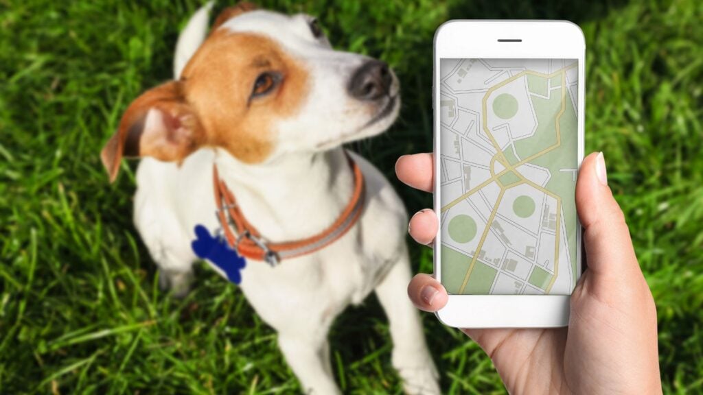 <p>Another way to keep your dog safe when traveling is by equipping it with a pet tracking device. You can get a collar-mounted tracker. Pairing it with an app, you can easily find where your pet is should the two of you be separated.</p>