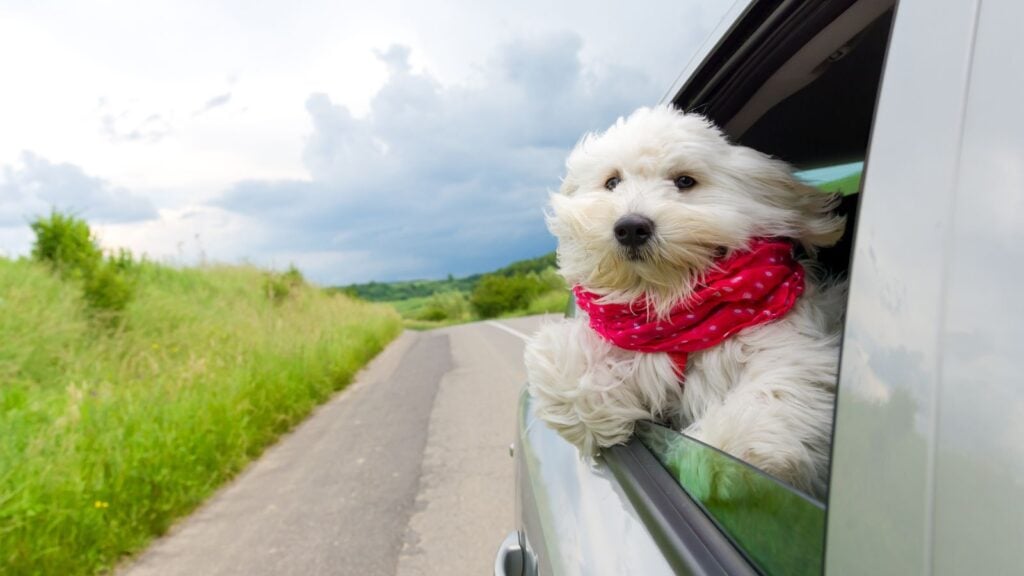 <p>Dogs that are easily distracted and that are impulsive might leap out an open window if something outside the vehicle captures their attention. So, if your dog is impulsive, ensure the windows aren’t down too low. </p>