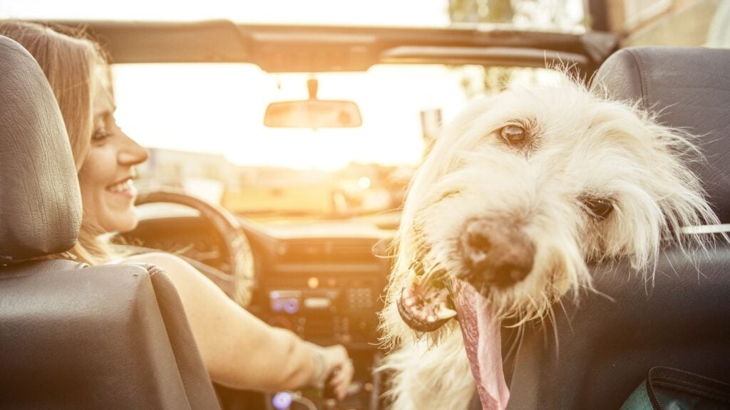 <p>Dogs are sensitive to loud noises. So, if you’re traveling with the dog, that’s not the time to pump up the jam. Otherwise, your pet won’t enjoy the trip as much as you do.</p>