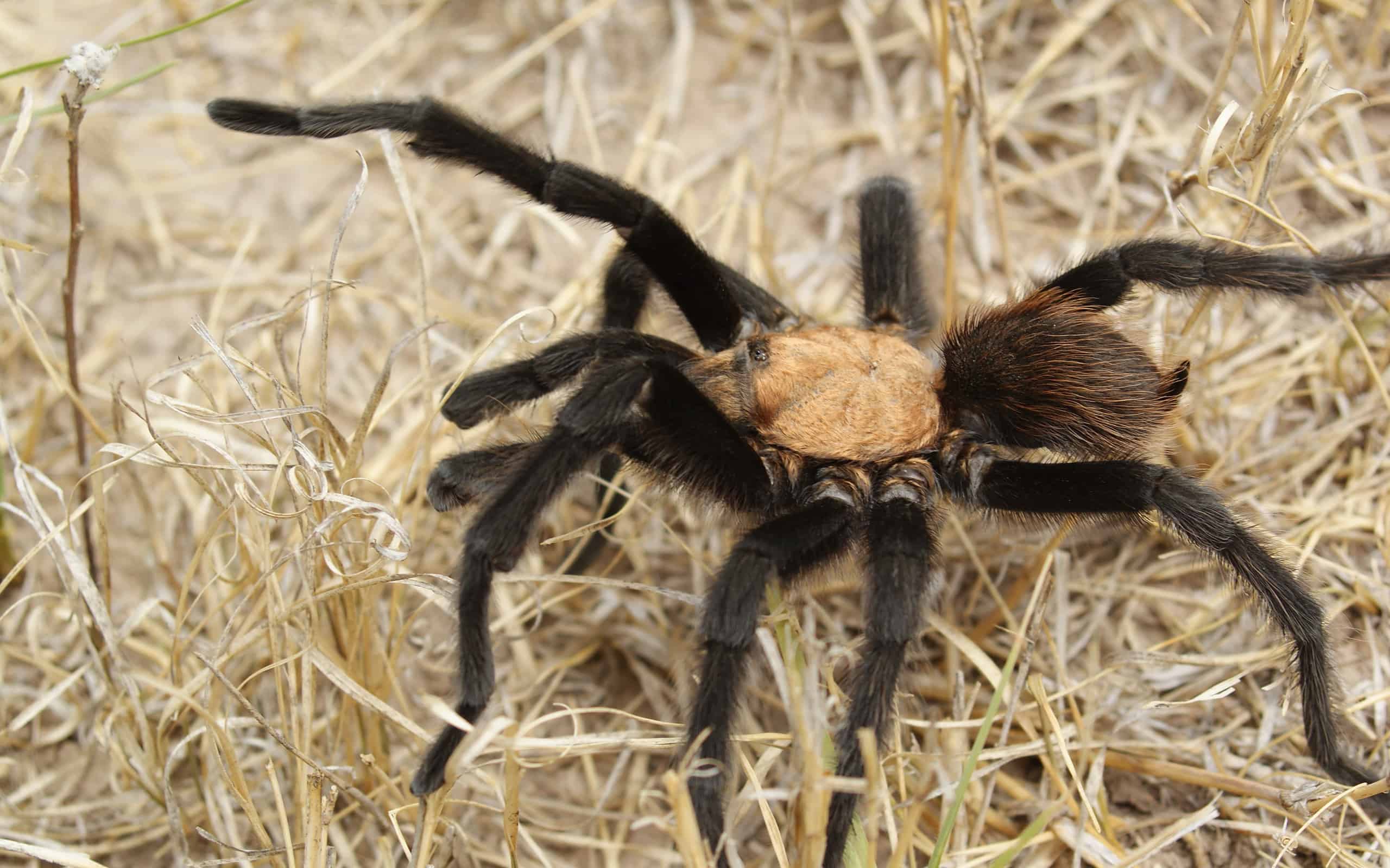 Пауки черноземья фото и описание Beware of Tarantulas in These 13 States