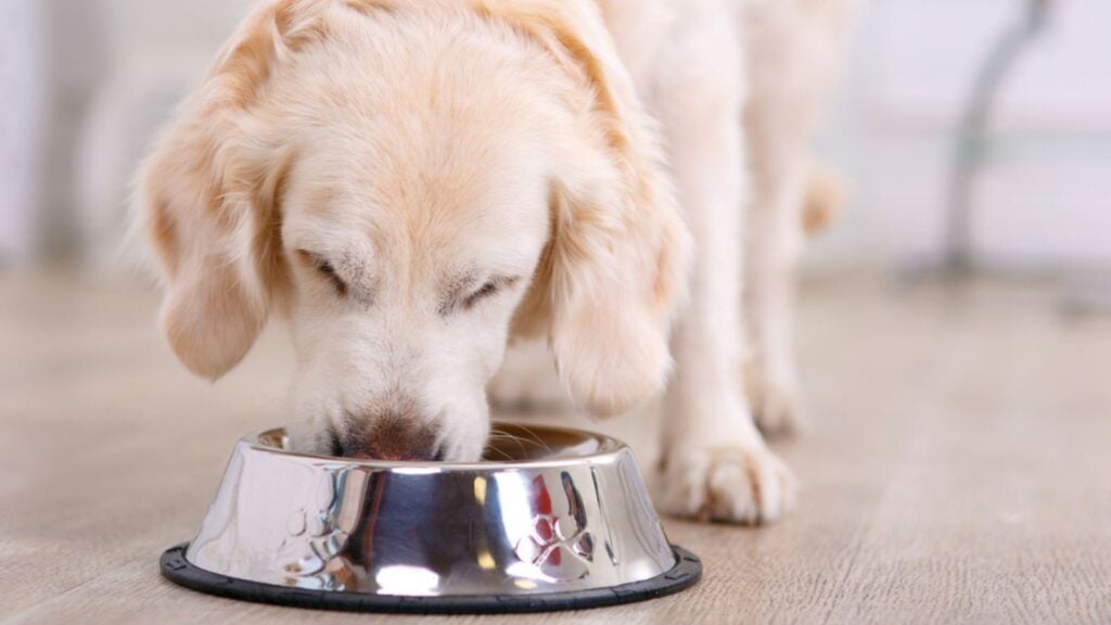 <p>It’s never a good idea to feed your dog table scraps — no matter how much they beg with their puppy dog eyes. It’s equally vital that you watch what you feed your dog when traveling. You’ll want to stick to its kibble rather than feed it scraps from whatever you eat along the way.</p>