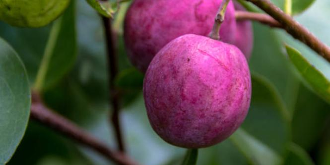 amazon, ¿las ha probado?: frutas exóticas que se dan en colombia y quizás no conocía