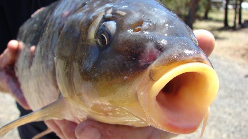 Local anglers devastated as carp confirmed in large drinking reservoir ...