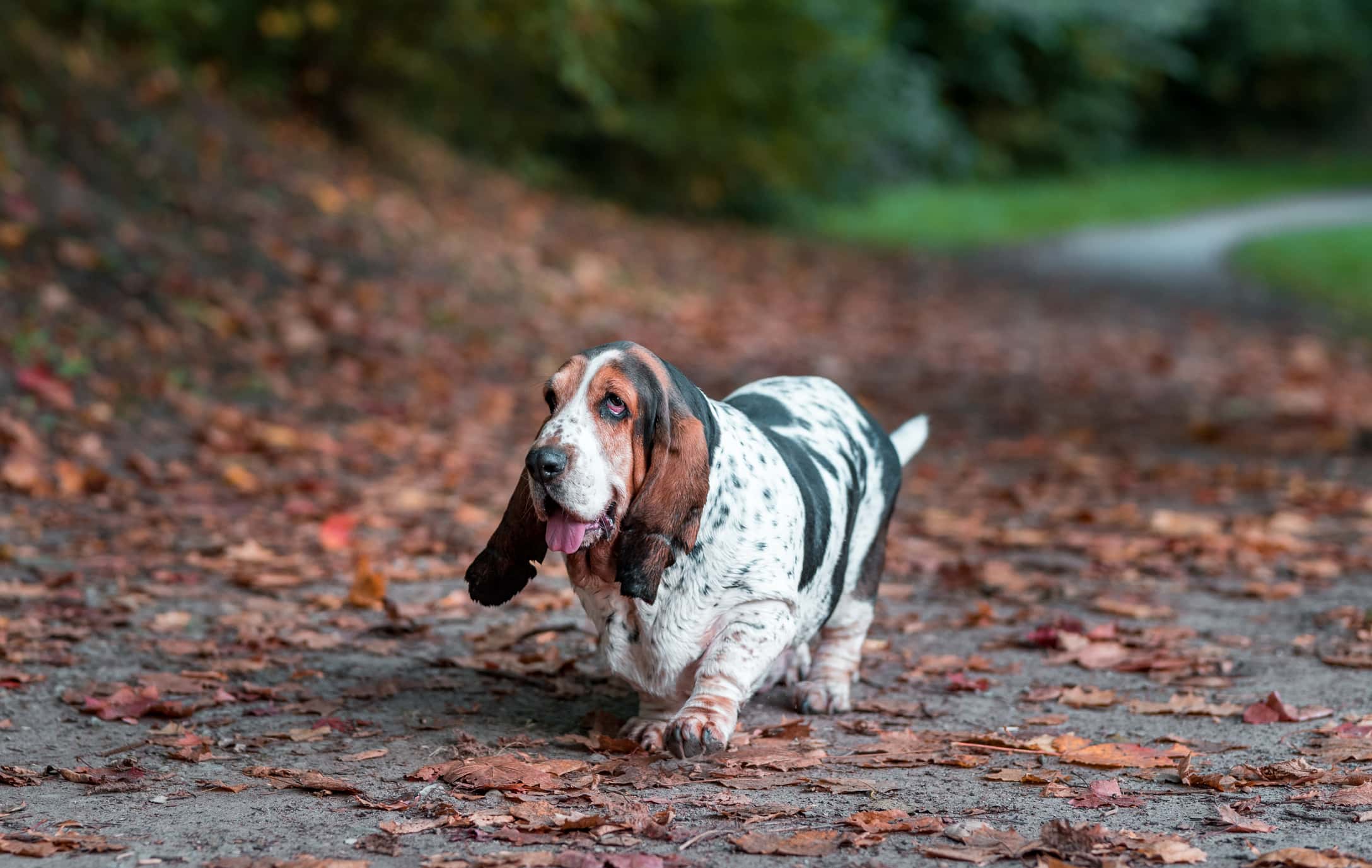 How Smart Are Basset Hounds? Everything We Know About Their Intelligence