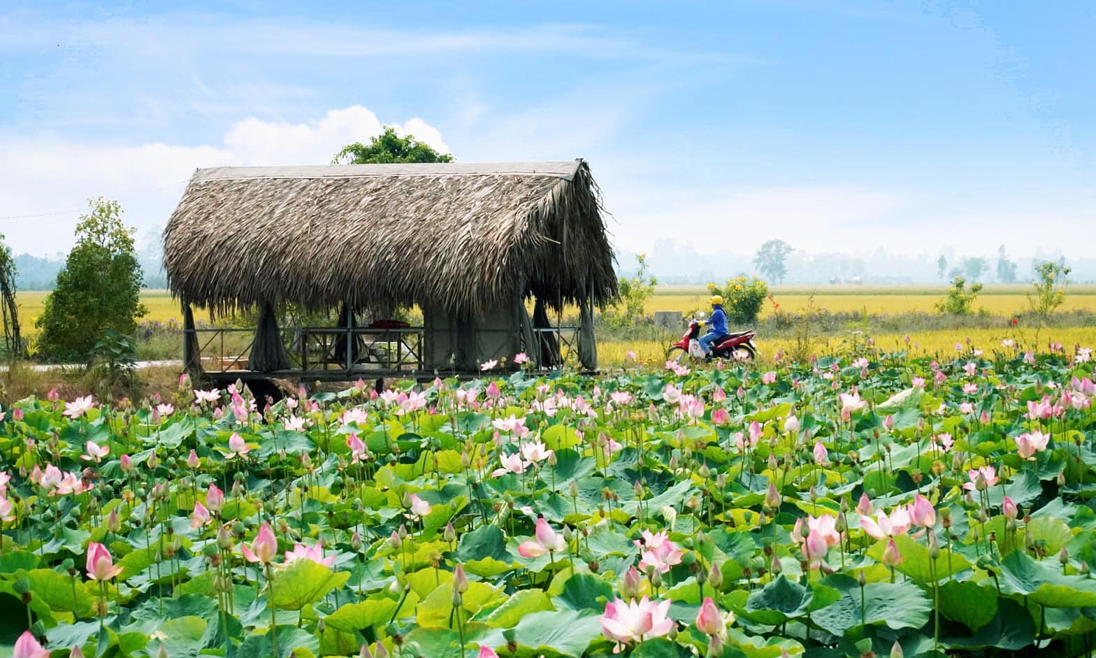 dong thap: land of bird sanctuary and everything lotus