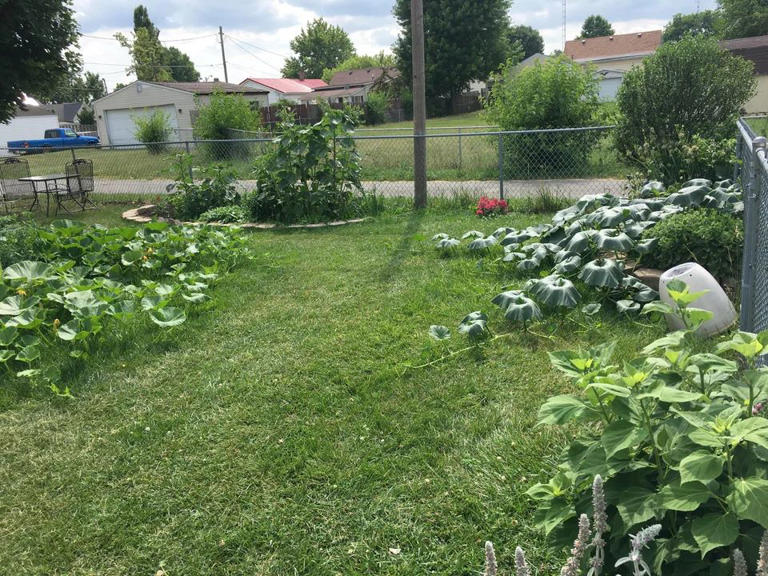 Homeowner shares progress photos after transforming their backyard into garden teeming with