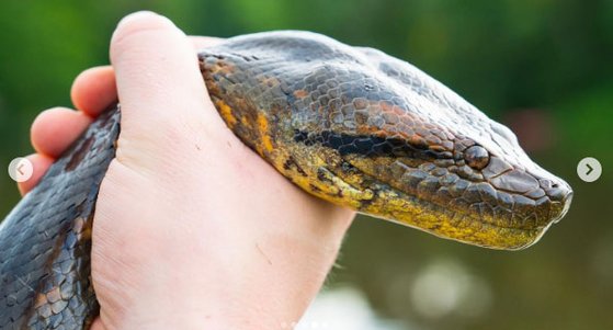 「信じられない」長さ６．１メートル、重さ２００キログラム…新種のアナコンダ発見