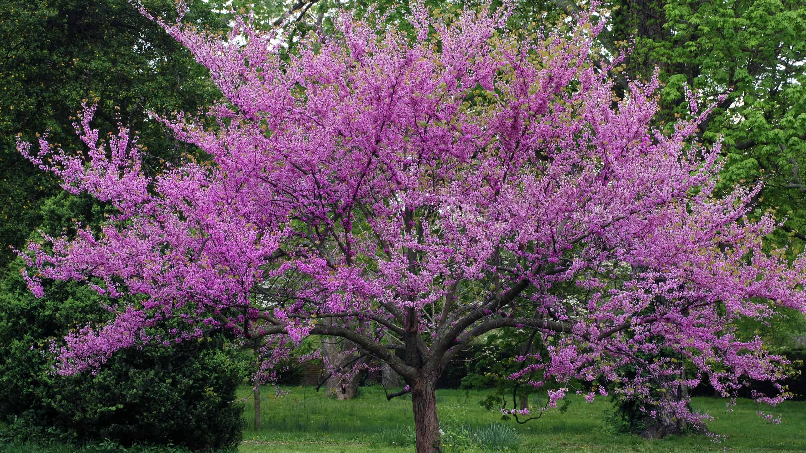 See 16 Awesome Trees That Start With E