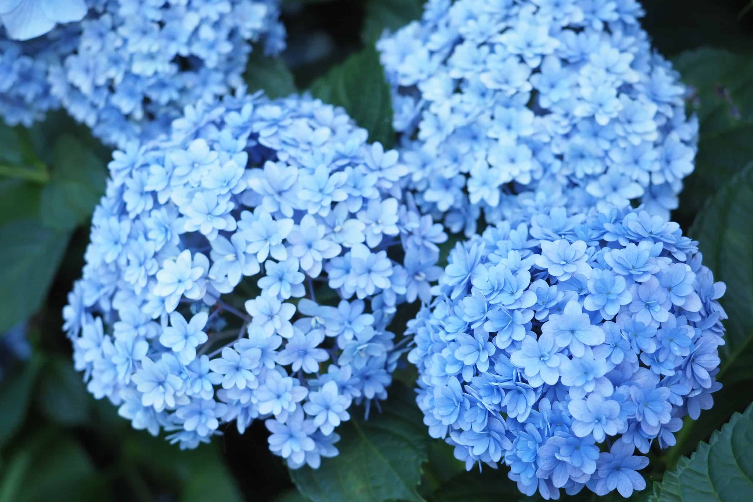 25 Fun and Interesting Facts About Hydrangeas