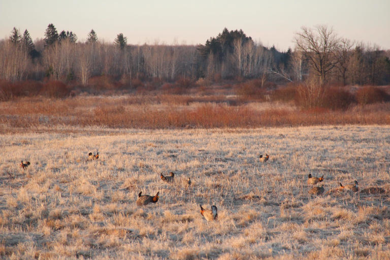 A massive proposed Wisconsin solar farm could wreak havoc on threatened ...