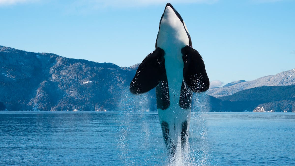 Les Chercheurs Sont Perplexes: Une Orque Dévore Un Grand Requin Blanc ...