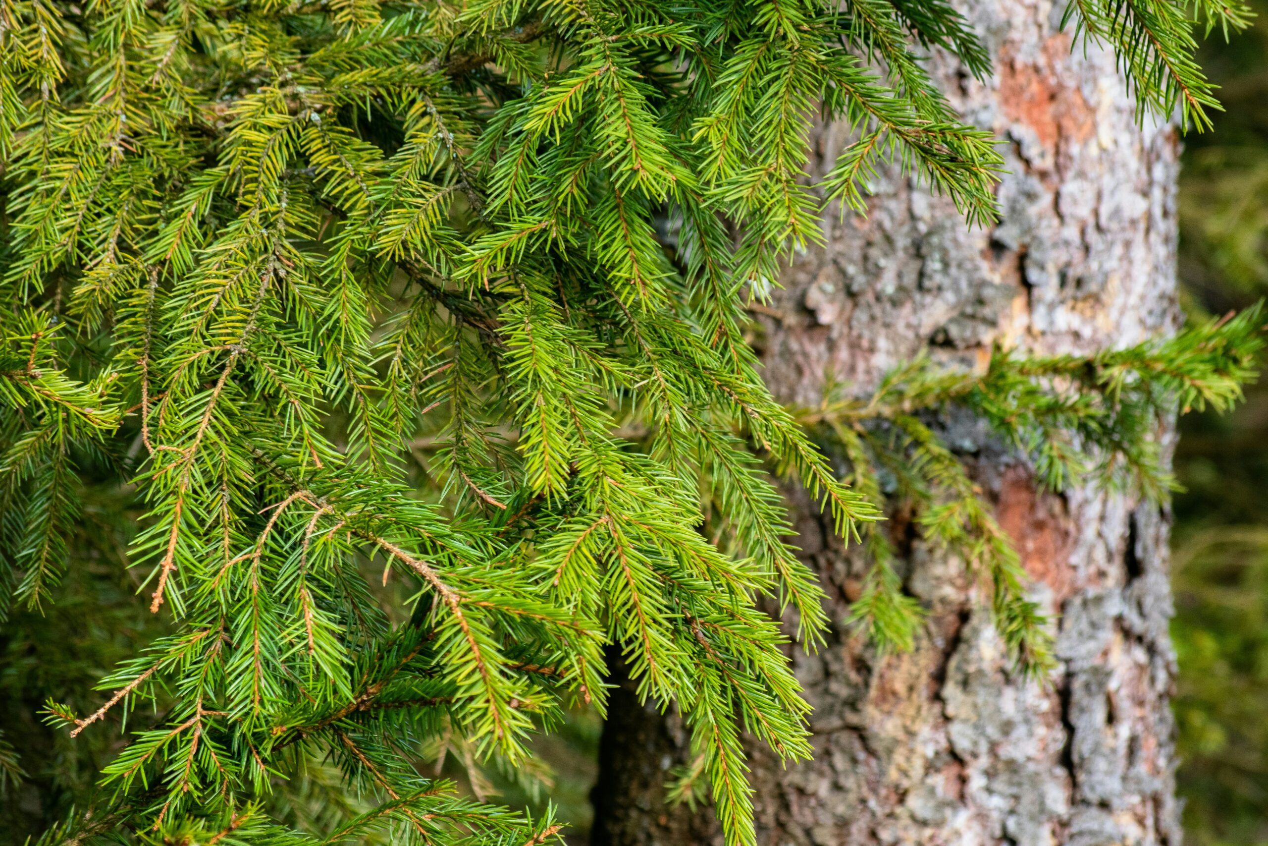 15 Trees and Shrubs That Thrive in Containers