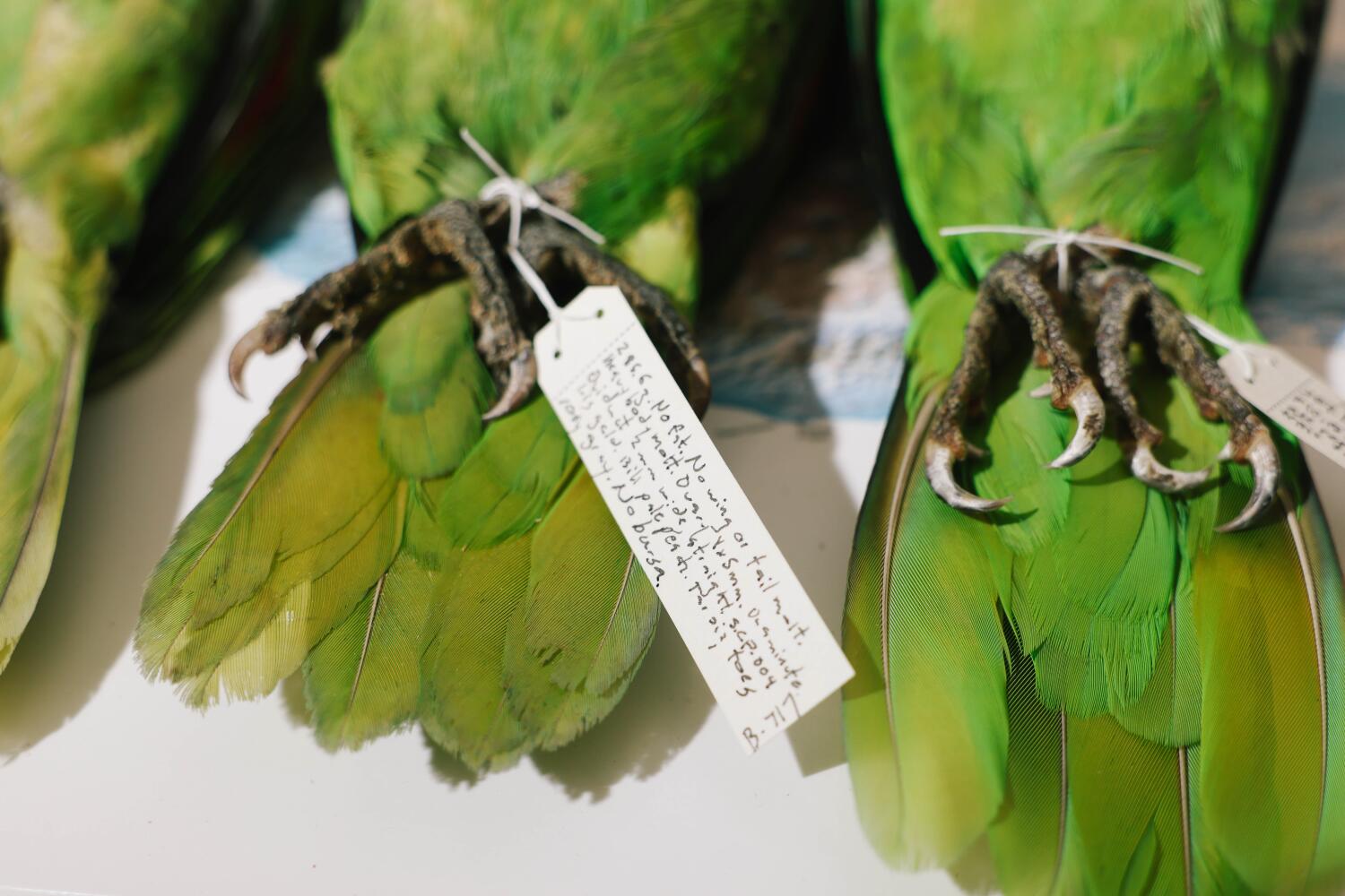threatened in their homeland, feral mexican parrots thrive on l.a.'s exotic landscaping