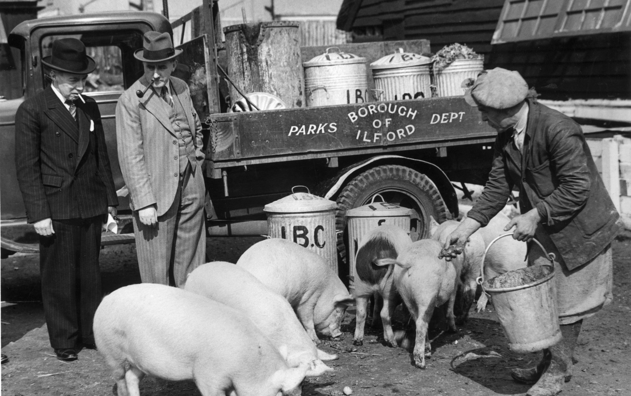 how britain battled food waste – with the help of hungry pigs