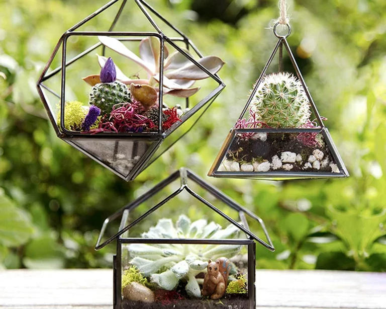 Best Plants For Terrariums — 7 Easy Choices For Beginners