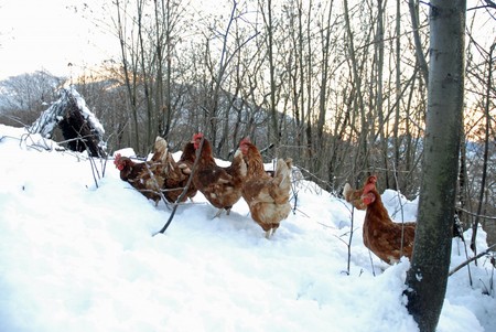 la empresa italiana que está revolucionando la producción de huevos devolviendo las gallinas al bosque