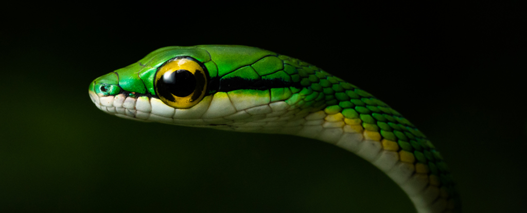 the snake is the spearhead of reptile evolution, but why?