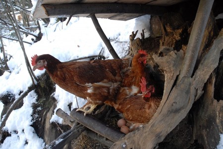 la empresa italiana que está revolucionando la producción de huevos devolviendo las gallinas al bosque