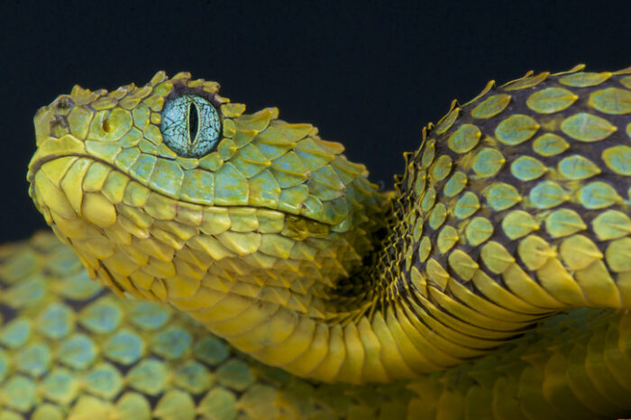 the snake is the spearhead of reptile evolution, but why?