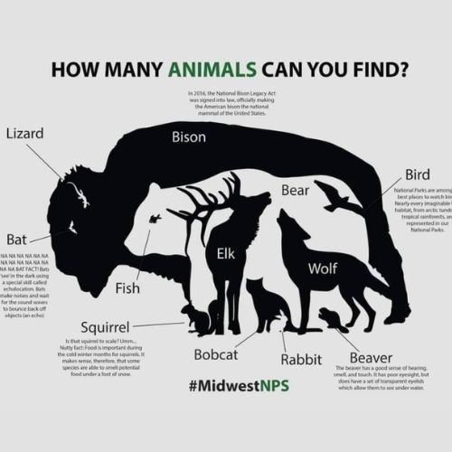 ile zwierząt widzisz? tę zagadkę rozwiąże tylko 1% ludzi