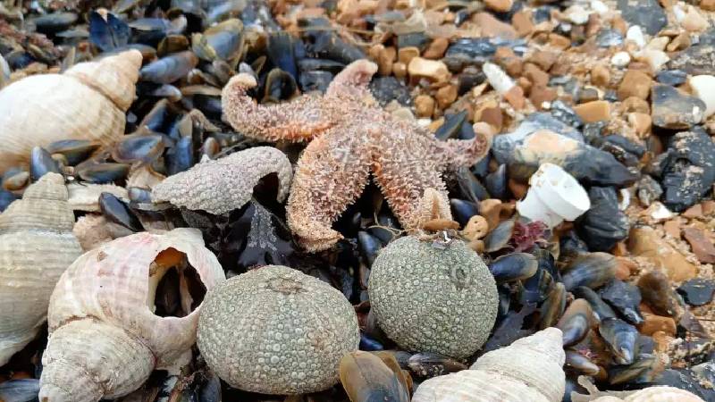 binlerce ölü denizyıldızının britanya sahiline vurması ülkede sağlık endişelerine yol açtı