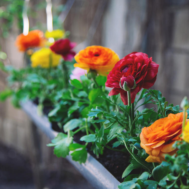 When to plant ranunculus - experts reveal the best time to add these ...