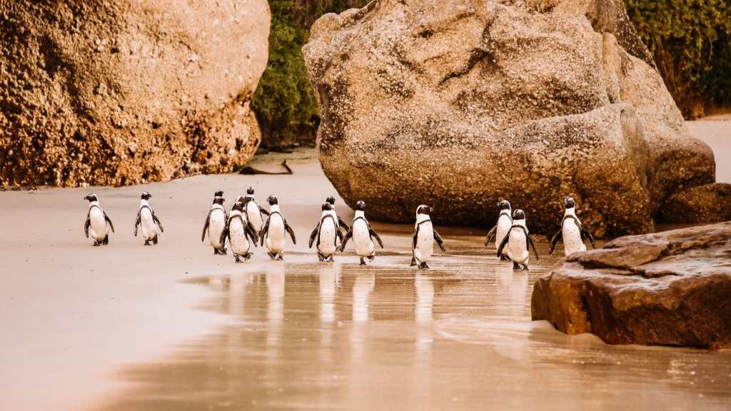 <p>If you are after unique coastal wildlife experiences, Boulders Beach will exceed your expectations. The beach is part of the Table Mountain National Park, which is staggeringly beautiful in itself. Boulders Beach is home to a colony of African penguins, which is an experience you will fall in love with. </p><p>Other than the African penguins, the clear waters, white sands, and the small rock formations on the shores are magnificently captivating. The beach also has spots where you could go swimming or snorkeling.</p><p class="has-text-align-center has-medium-font-size">Read also: <a href="https://worldwildschooling.com/cheap-warm-destinations-for-february/">Budget-Friendly February Destinations</a></p>