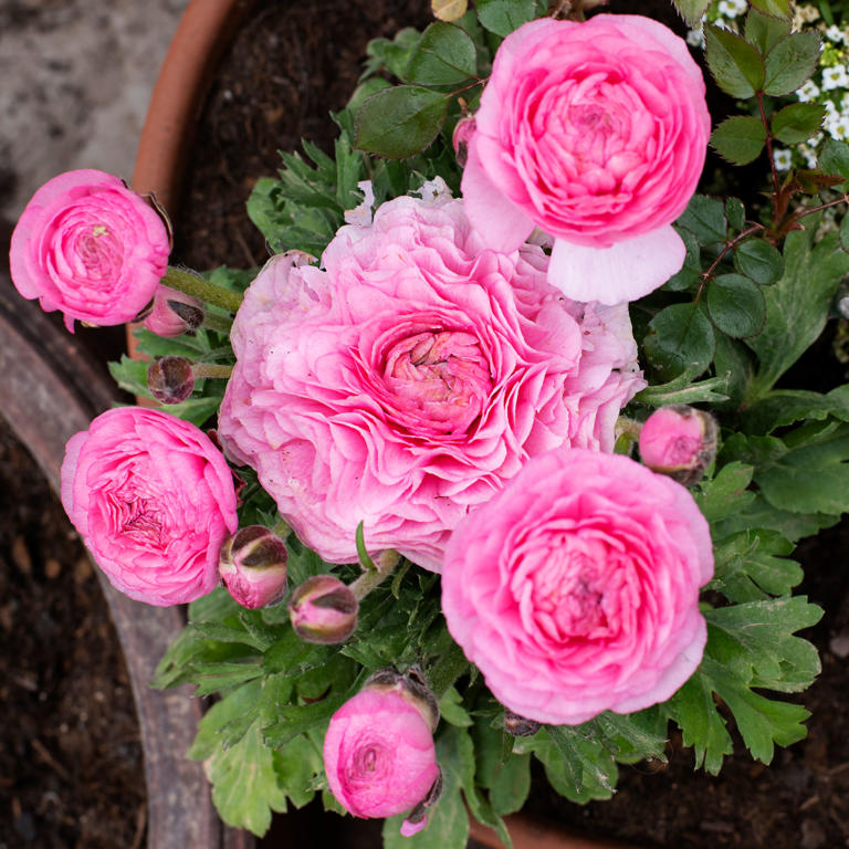 When to plant ranunculus - experts reveal the best time to add these ...