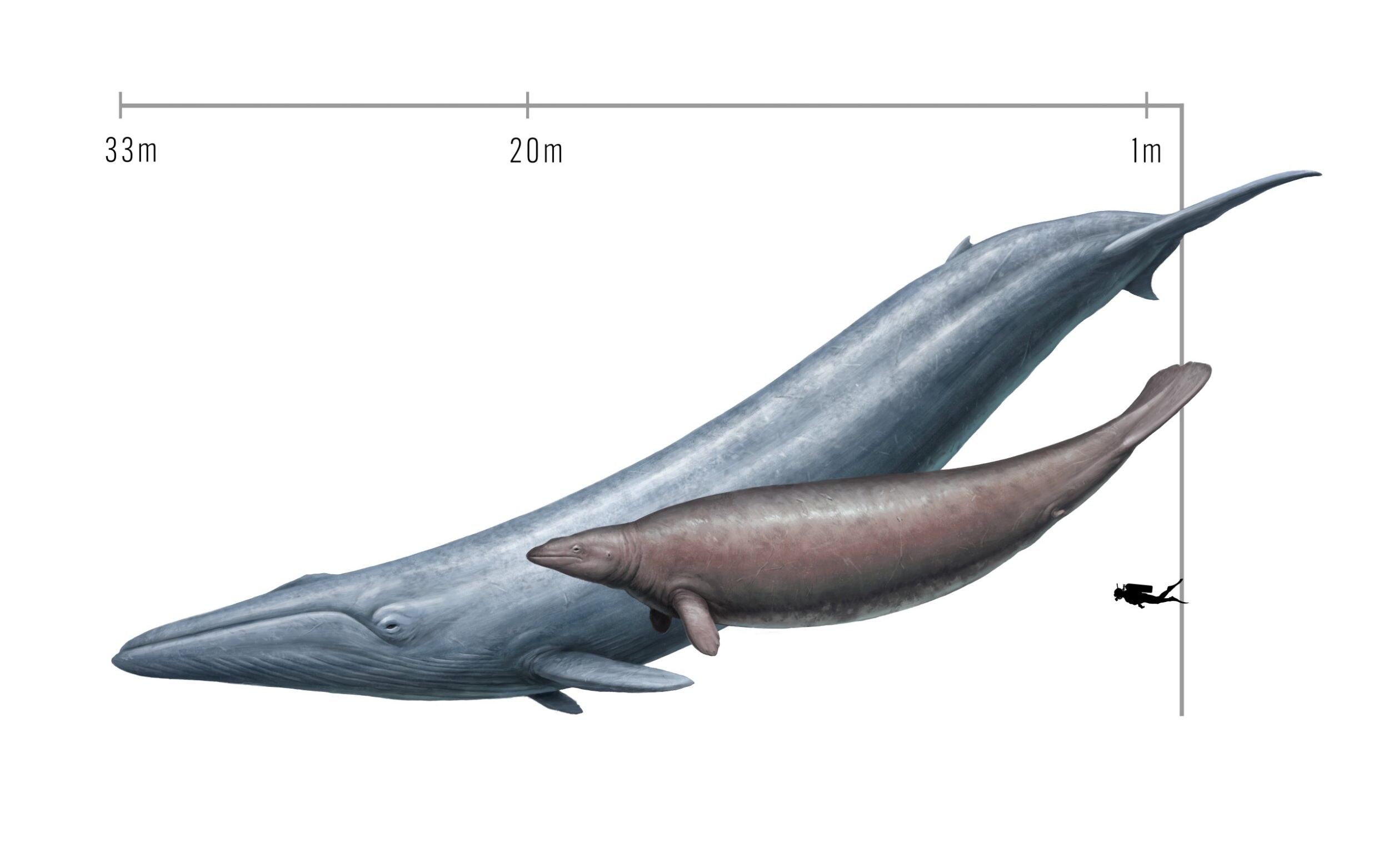 blue whale may be heaviest animal ever, scientists discover