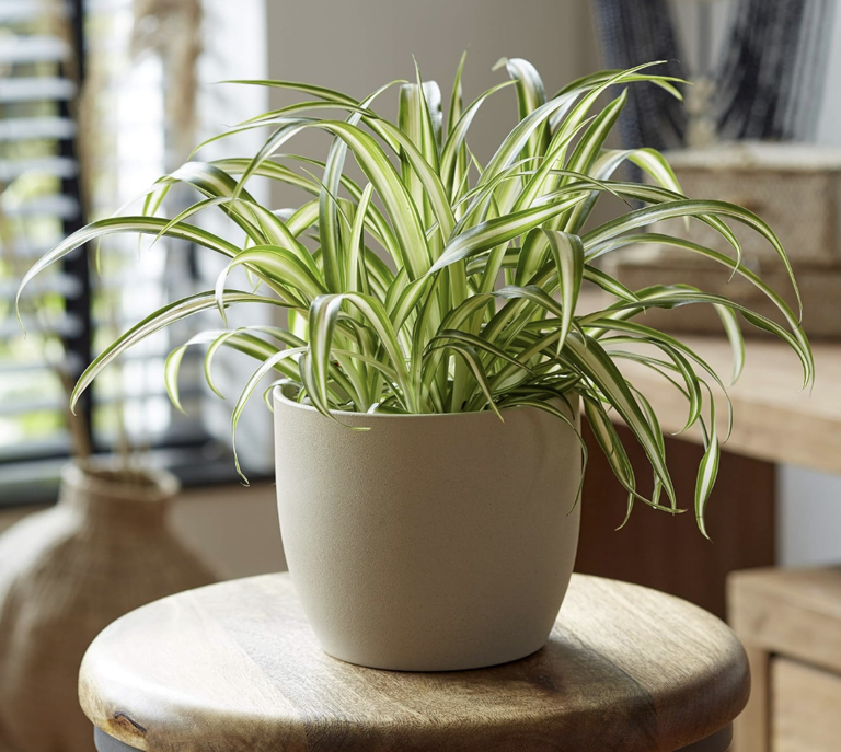 The Best Indoor Plants For Your Health And Wellbeing, From Mould 