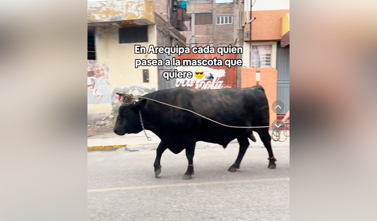 peruano saca a pasear a su perro y queda en shock al ver que el vecino lleva un toro: “gustos son gustos”