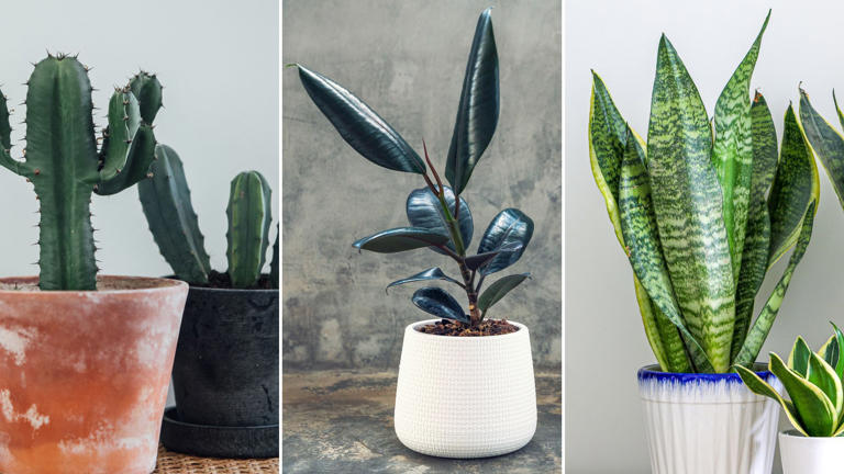 The best indoor plants for your health and wellbeing, from mould ...