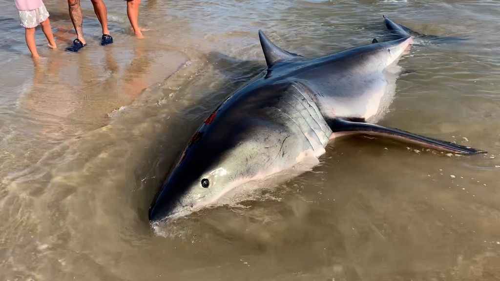 great white shark dies after washing up on kingscliff beach