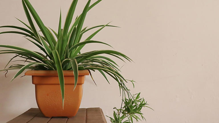 The Best Indoor Plants For Your Health And Wellbeing, From Mould 