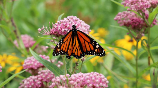 milkweed