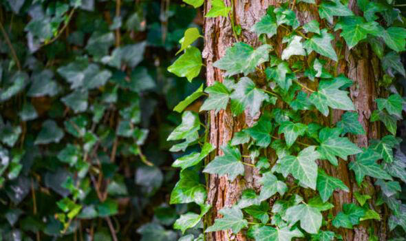 Gardener shares ‘most effective way' to remove English ivy - and common ...