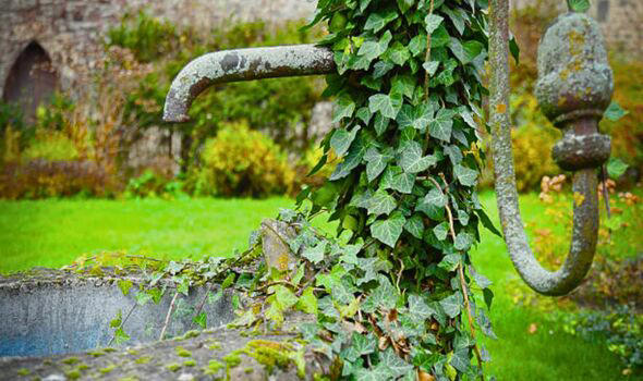 Gardener Shares ‘most Effective Way' To Remove English Ivy - And Common 