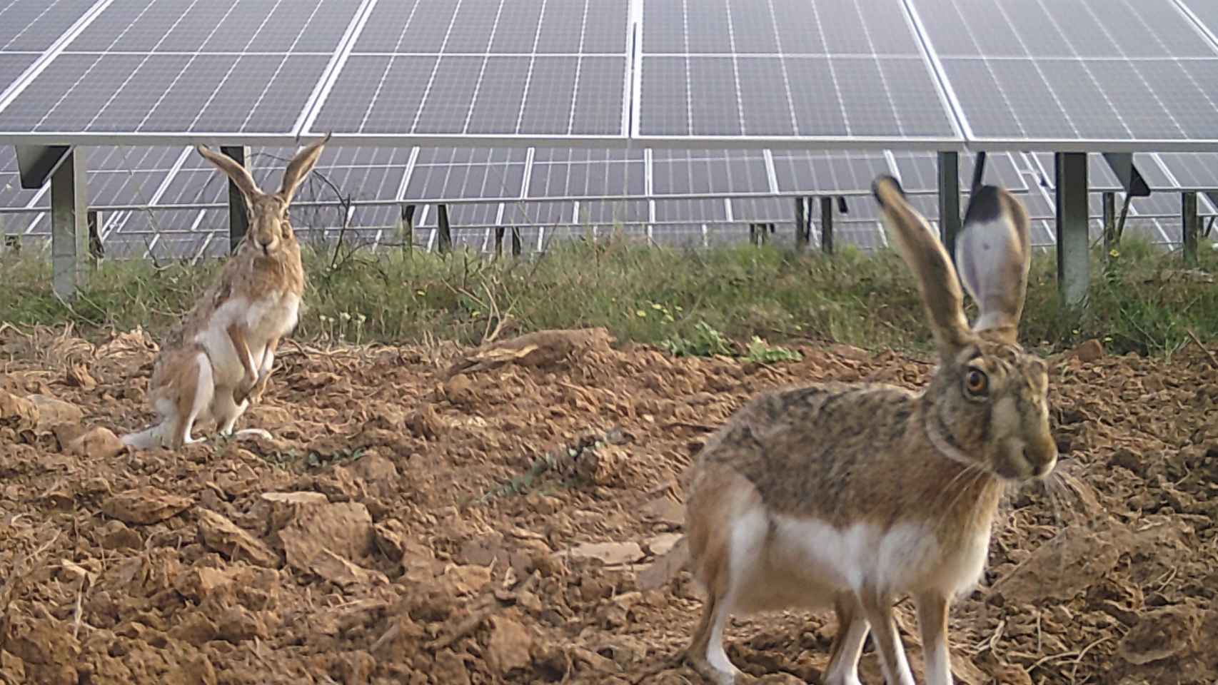 un informe revela la buena convivencia entre plantas fotovoltaicas y fauna silvestre