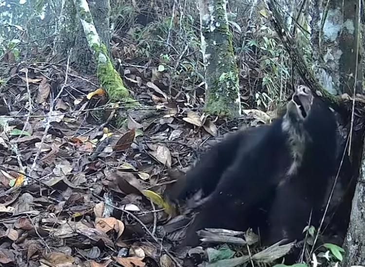 video: oso andino rascándose la espalda con un árbol causó fascinación en santander