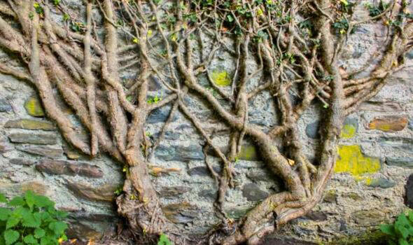 Gardener Shares ‘most Effective Way' To Remove English Ivy - And Common 