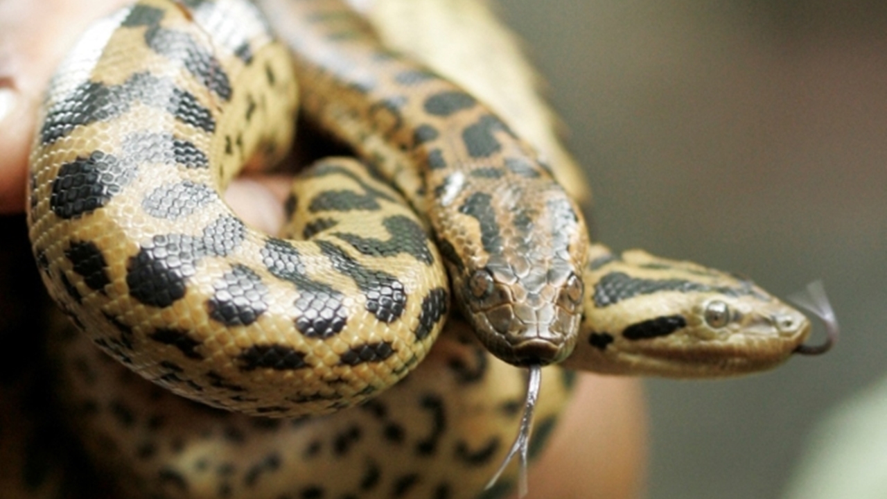 세계에서 가장 큰 뱀 '아나콘다'...아마존서 신종 발견