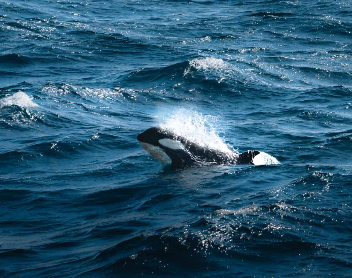 <p>The oldest female in an Orca pod typically assumes a leadership role, guiding the group’s movements, hunting strategies, and social interactions.</p>