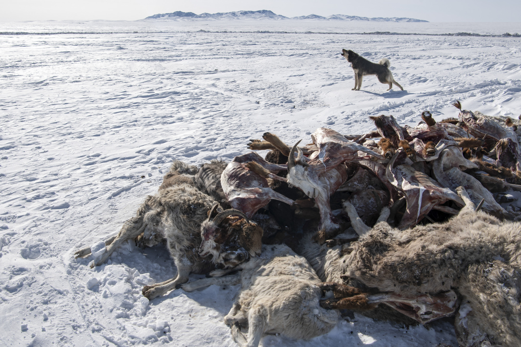 több millió állat pusztult el mongóliában az extrém hideg miatt
