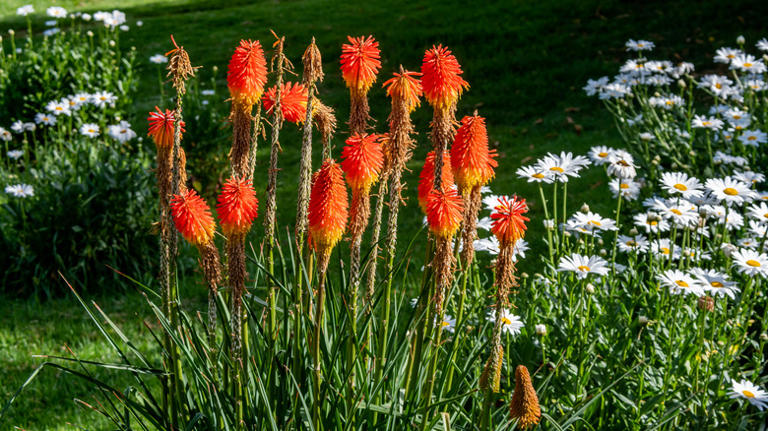 Important Things To Know Before Planting Red Hot Pokers In Your Yard